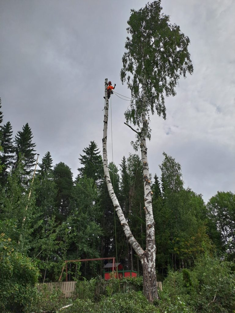 Puunkaato Tampere Mies puunlatvassa kaatamassa puuta